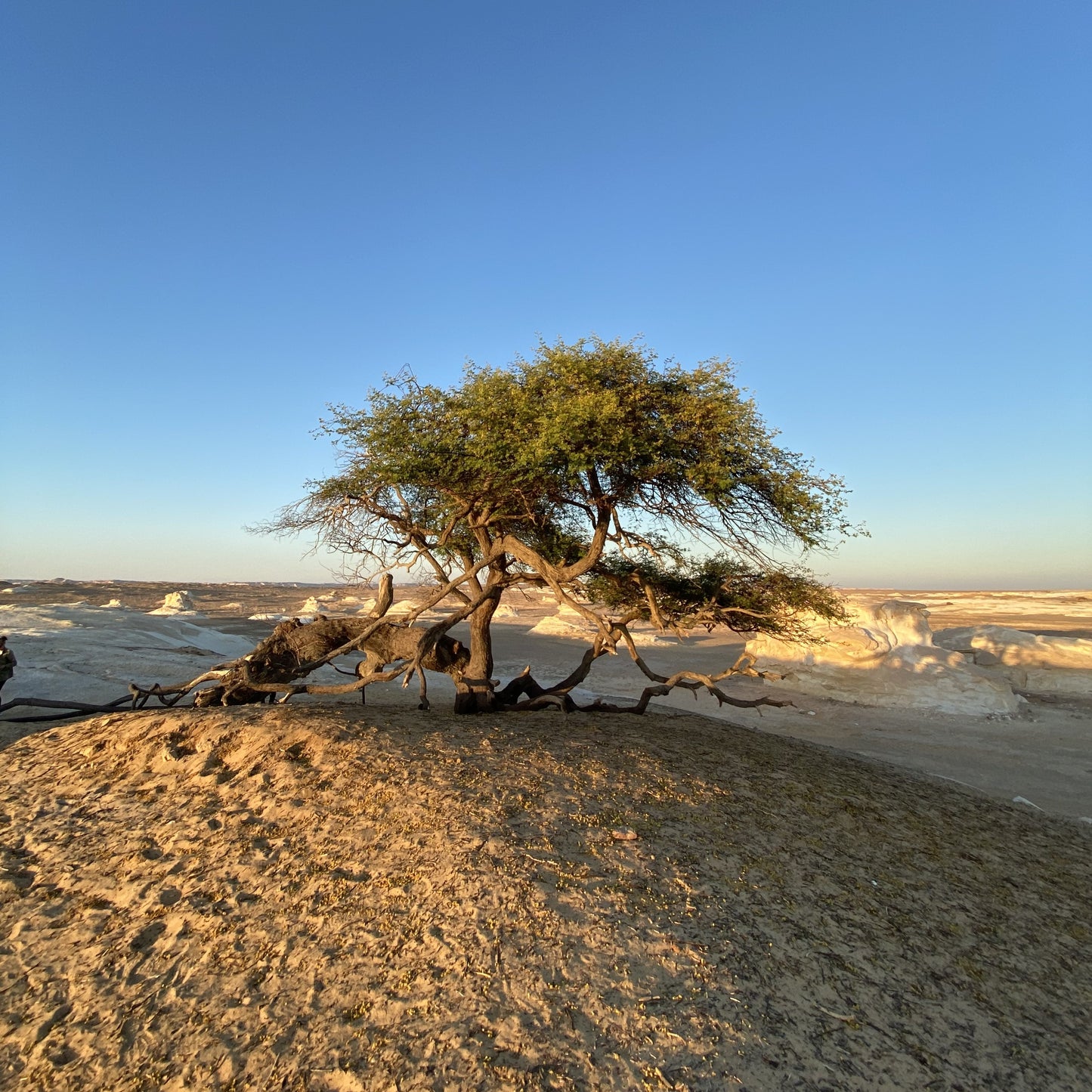 Bahariya, Djara, and Fayoum New Year