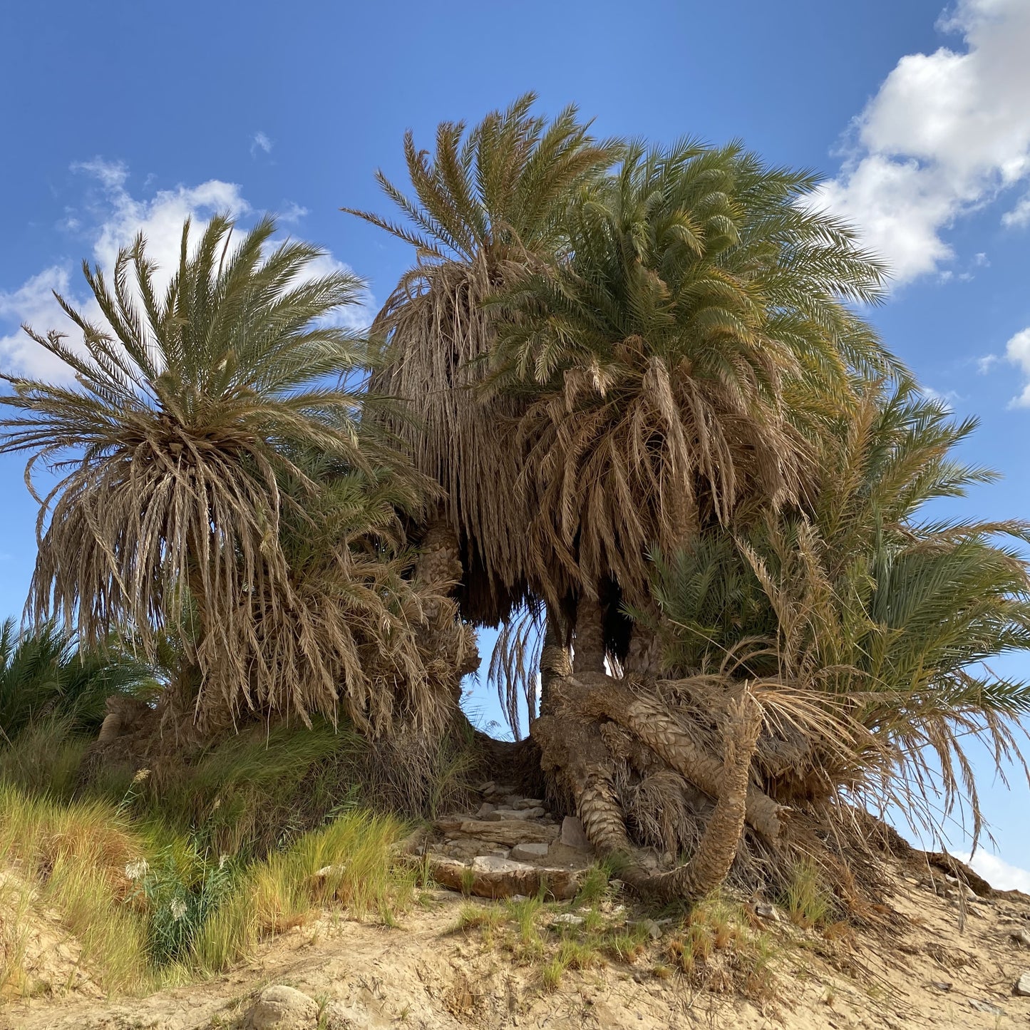 Bahariya, Djara, and Fayoum New Year