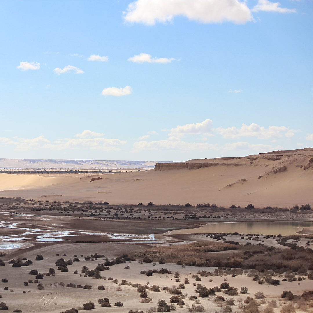 Wadi Al Hitan Day Tour